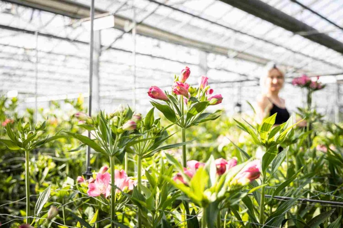 Alstroemeria Cut Flowers