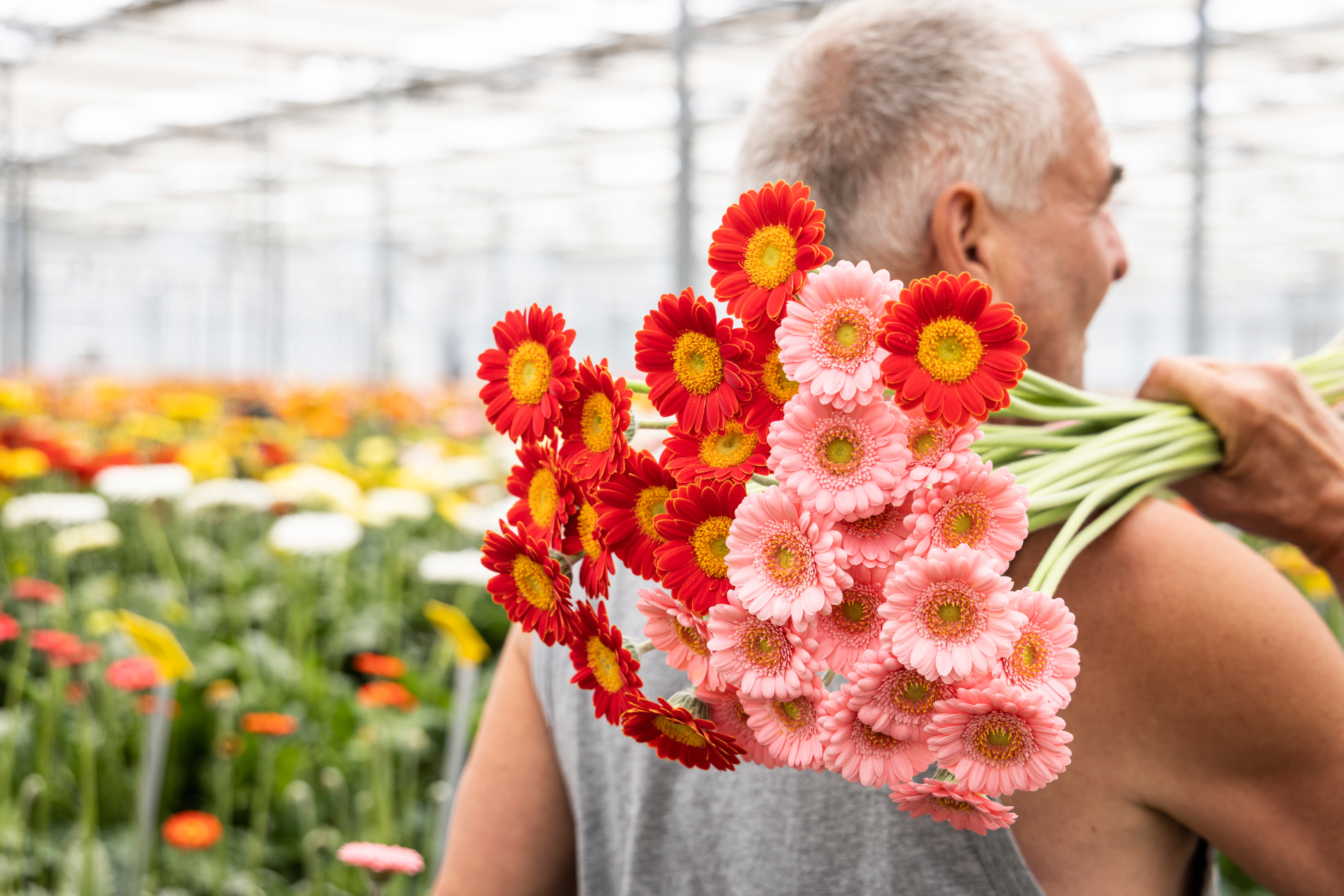 HilverdaFlorist Working with Gerbera