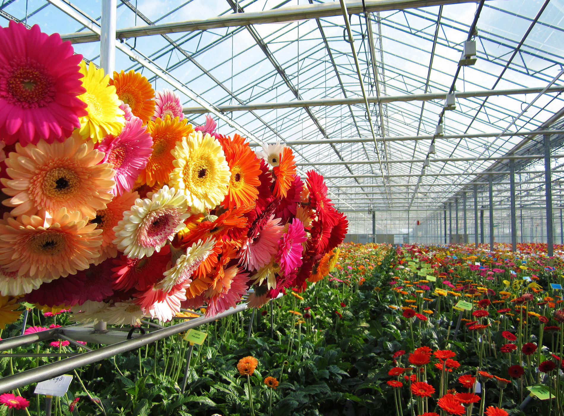 Cut and pot Gerberas