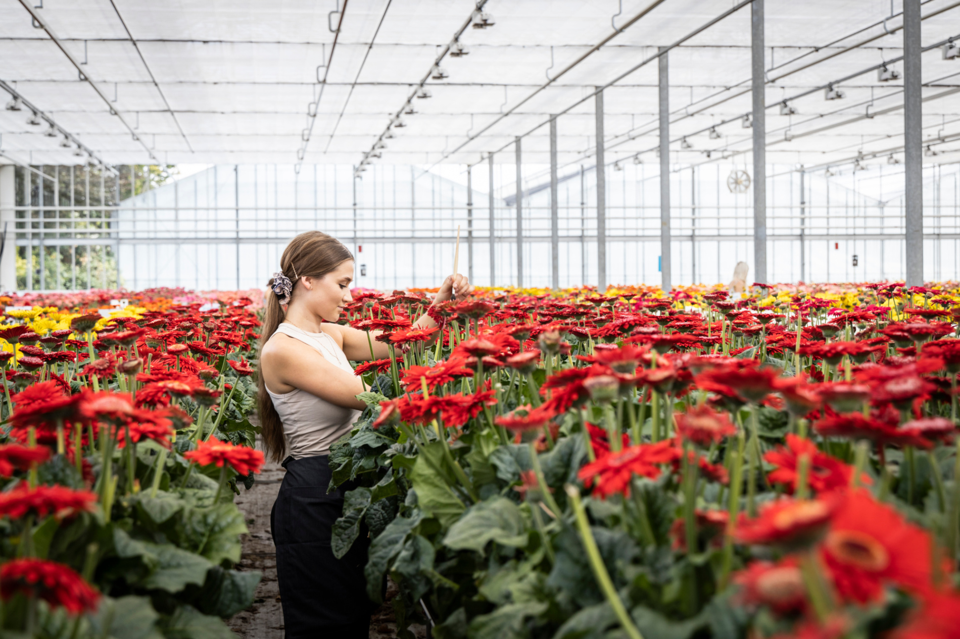 Working at HilverdaFlorist